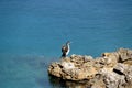 Wild cormorant bird in Vale Skura beach and bay near Veli Losinj  in Croatia Royalty Free Stock Photo