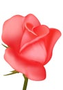 Lovely vector rose burgeon