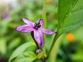 Lovely vegetable capsicum frutescens L