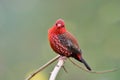 Lovely velvet red bird with short finch cordialy looking forward while expose on wooden branch, red avadavat or strawberry munia