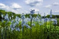 Lovely veronica chamadris - blue flowers in spring against blurred sky Royalty Free Stock Photo