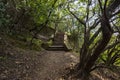 Lovely view of a bright green park with numerous trees and stone stairs with moss