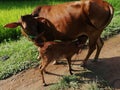 Lovely view of a Newly born baby calf sucking milk from its mother in a village house in India.
