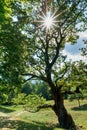 Sun shines through a gorgeous old oak tree on a lush green summer meadow Royalty Free Stock Photo