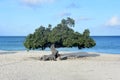 Lovely View of a Watapana Tree on the Beach