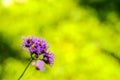 Whispering Beauty: Lovely Violet Little Flower against a Green Nature Background