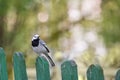 A lovely Wagtail sitting on the fence. Royalty Free Stock Photo