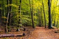 Lovely walking path between trees in the Leuvenum forest Royalty Free Stock Photo