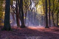 Lovely walking path between trees in the Speulderbos forest