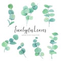 lovely watercolor eucalyptus leaves vector illustration