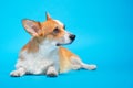 Lovely welsh corgi pembroke or cardigan dog lies impressively and calmly with its paws outstretched and looks away, blue