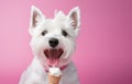 Lovely West highland white terrier dog licking ice-cream in girl hand. Royalty Free Stock Photo