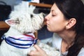 A lovely west highland white terrier kisses licks the owner. Girl with her favorite dog in the apartment.