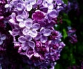 Lovely wet purple lilacs in mid-bloom on a rainy spring day