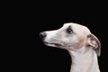 Lovely whippet isolated on black background