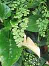 Lovely white Anthurium flowers with green leaves Royalty Free Stock Photo