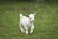 Lovely white baby goat running on grass