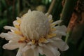 Lovely white blooming ginger