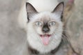 Lovely White Cat confused so cute at south of Thailand Royalty Free Stock Photo