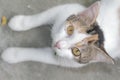 Lovely White Cat confused so cute at south of Thailand Royalty Free Stock Photo