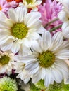 Lovely white chrysanthemum, hardy mums, hardy chrysanth on blur background.