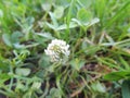 Lovely white clover.