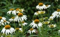White coneflowers with a dark green background Royalty Free Stock Photo