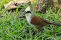 Lovely White-crested Laughingthrush bird