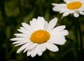 Pretty White Daisy in Sunshine