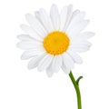 Lovely white Daisy Marguerite in side view, isolated on white background including clipping path