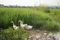 Lovely white ducks are running on the green rice field