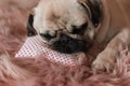 Lovely white fat cute pug dog with banter on the head close up lying on a soft pink dog bed pillow