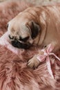 Lovely white fat cute pug dog with banter on the head close up lying on a soft pink dog bed pillow