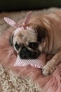 Lovely white fat cute pug dog with banter on the head close up lying on a soft pink dog bed pillow