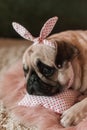 Lovely white fat cute pug dog with banter on the head close up lying on a soft pink dog bed pillow