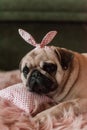 Lovely white fat cute pug dog with banter on the head close up lying on a soft pink dog bed pillow