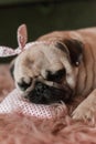 Lovely white fat cute pug dog with banter on the head close up lying on a soft pink dog bed pillow