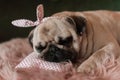 Lovely white fat cute pug dog with banter on the head close up lying on a soft pink dog bed pillow