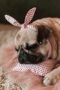 Lovely white fat cute pug dog with banter on the head close up lying on a soft pink dog bed pillow