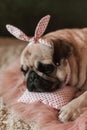 Lovely white fat cute pug dog with banter on the head close up lying on a soft pink dog bed pillow