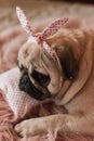 Lovely white fat cute pug dog with banter on the head close up lying on a soft pink dog bed pillow