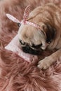 Lovely white fat cute pug dog with banter on the head close up lying on a soft pink dog bed pillow