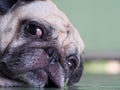 Lovely white fat cute pug dog face close up laying resting  on the floor Royalty Free Stock Photo