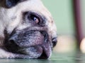 Lovely white fat cute pug dog face close up laying resting  on the floor Royalty Free Stock Photo