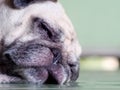 Lovely white fat cute pug dog face close up laying resting  on the floor Royalty Free Stock Photo