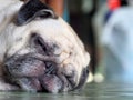 Lovely white fat cute pug dog face close up laying resting  on the floor Royalty Free Stock Photo