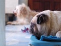 Lovely white fat cute pug dog face close up laying resting on round blue dog bed outdoor making funny face under natural sunlight Royalty Free Stock Photo