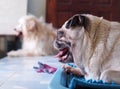 Lovely white fat cute pug dog face close up laying resting on round blue dog bed outdoor making funny face under natural sunlight Royalty Free Stock Photo