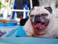 Lovely white fat cute pug dog face close up laying resting on round blue dog bed outdoor making funny face under natural sunlight Royalty Free Stock Photo