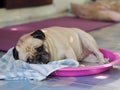 Lovely white fat cute pug dog face close up laying resting on round pink plastic dog bed Royalty Free Stock Photo